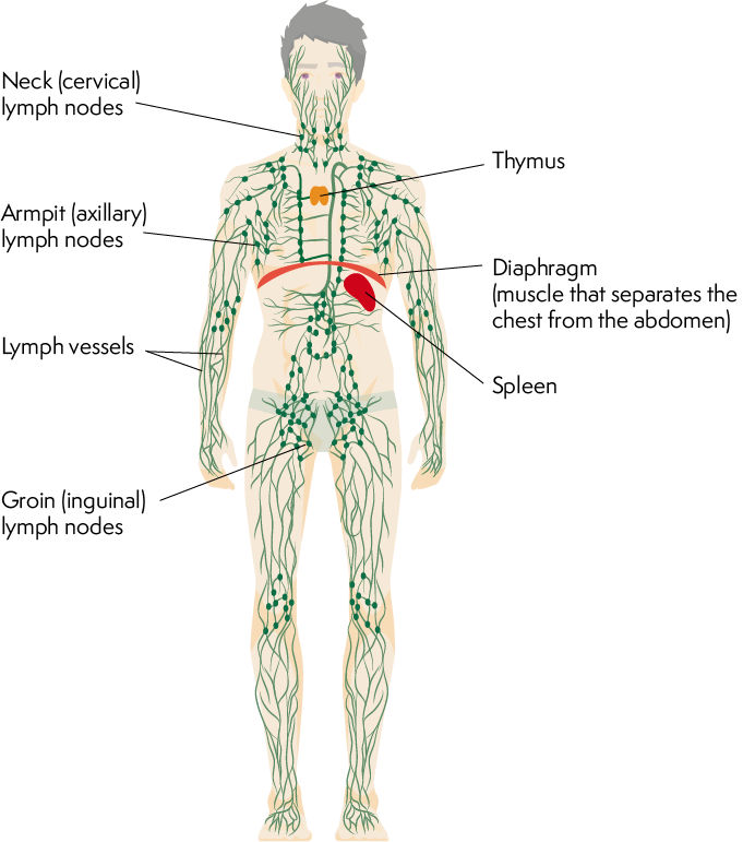 Lymphatic System Diagram Lymphatic System Diagram